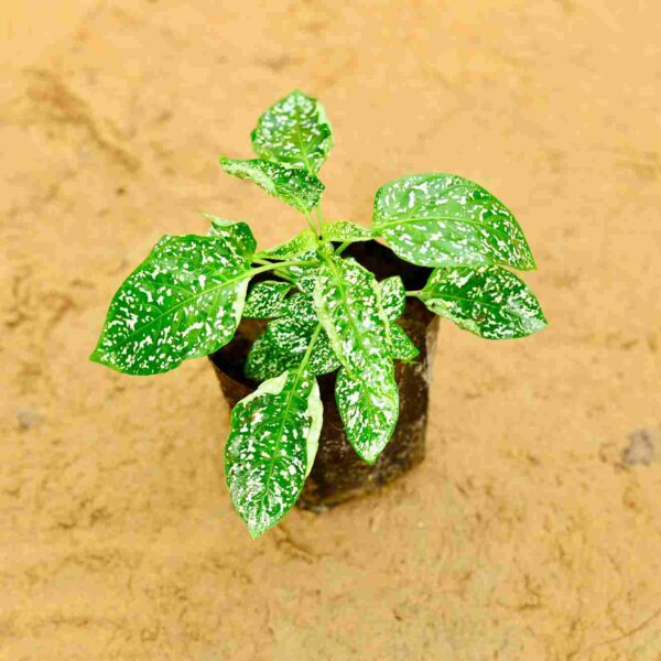 Hypoestes |White Polka Dot Plant 4 Inch Nursery bag