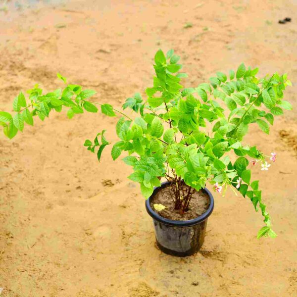 Madhu Malti|Bougainvillea In 8 Inch Nursery Pot