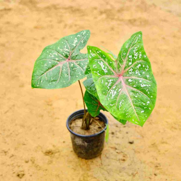 caladium plant Star White In 6Inch Nursery Pot