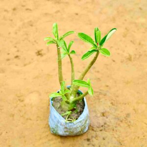 Adenium Odesum Pink white 7 inch Nursery bag