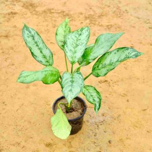 Aglaonema Silver Queen 7 Inch Nursery Pot