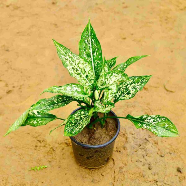 Aglaonema shown White I 6 Inch Nursery Pot