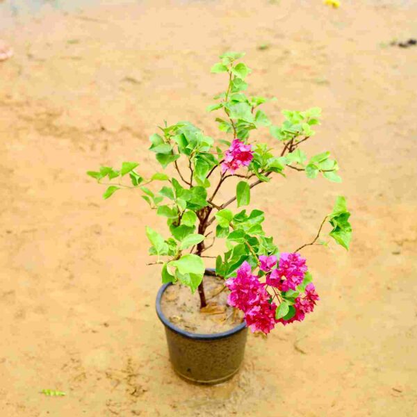 Bougainville| Paper flower - Pink In 10 Inch Nursery Pot