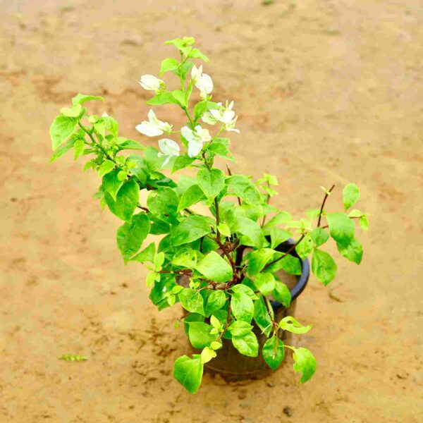 Bougainville| Paper flower - White In 10 Inch Nursery Pot