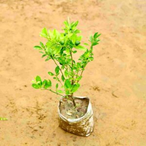 Narangi |Orange Grafted|Calamansi in 7 Inch Nursery Bag