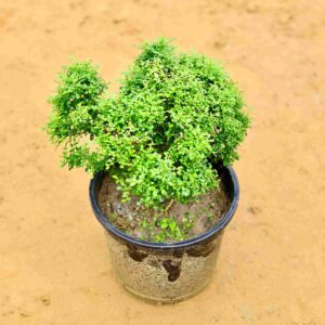 Table Kamini In 8 Inch Nursery Pot