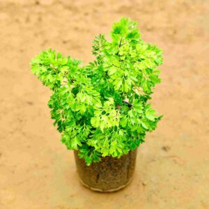 Aralia Neem In 6 Nursery Pot