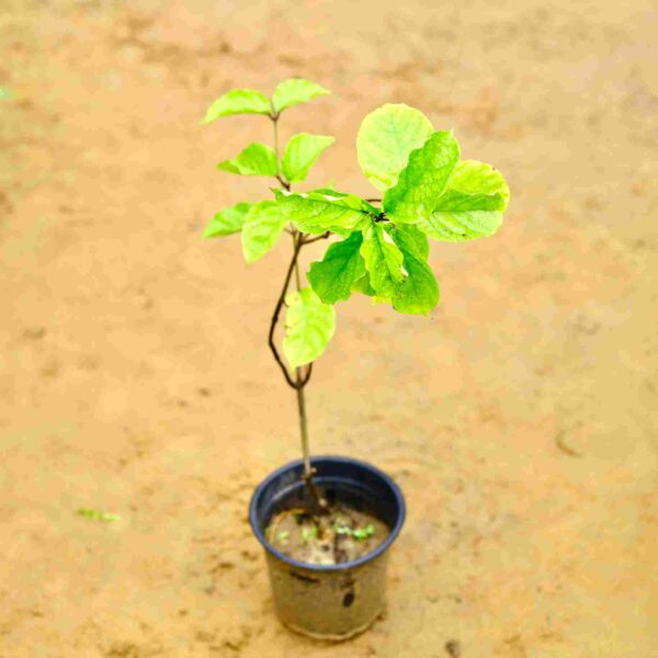 Flaming Glorybower In 6 Inch Nursery Pot