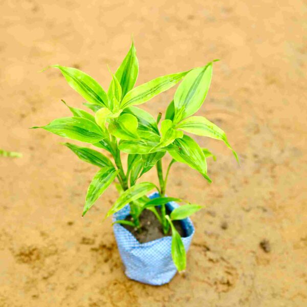 Lucky Bamboo In 4 Inch Nursery Bag