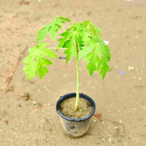 Papaya Plants In 8 Inch Nursery Pot