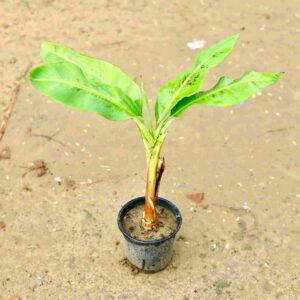 Banana Plants 8 Inch Nursery Pot