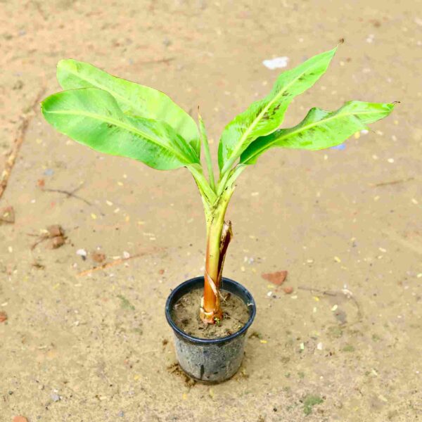 Banana Plants 8 Inch Nursery Pot