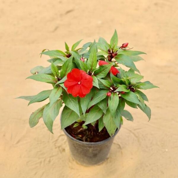 Impatiens Balsamina any Color In 6 Inch Nursery Pot | haryali.co.in