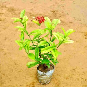 Ixora Chinensis|in 7 Inch Nursery Bag