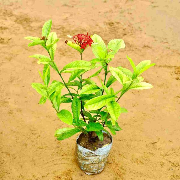 Ixora Chinensis|in 7 Inch Nursery Bag