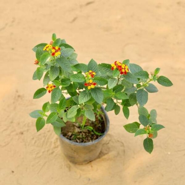 Lantana any Color In 6 Inch Nursery Pot | haryali.co.in