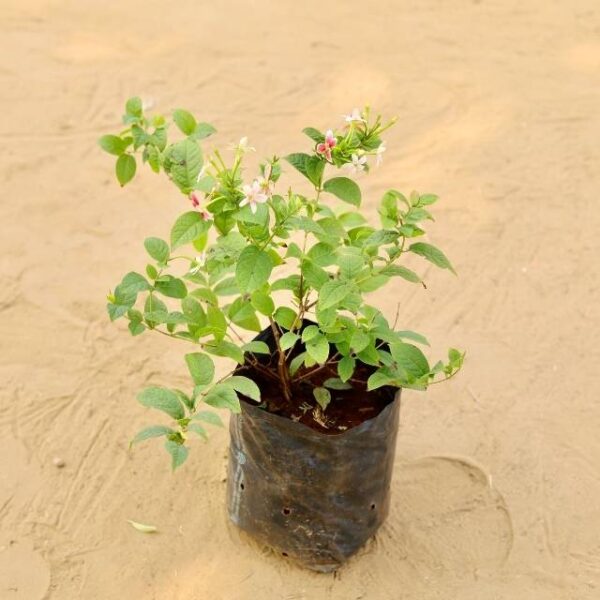 Madhumalti | Jasmin Dwarf In 8 Inch Nursery Bag | haryali.co.in Online Plants In Gurgaon Free Same Day delivery