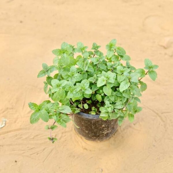 Mint | Spearmint in 6 Inch Nursery Pot | haryali.co.in Online Plants In Gurgaon Free Same Day delivery