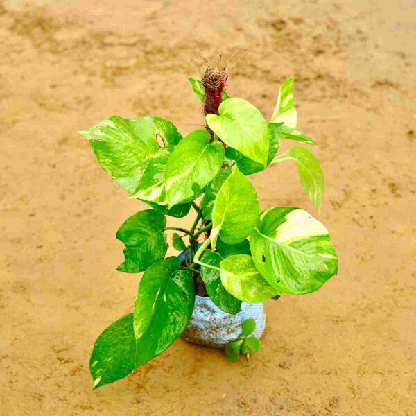 Money Plant Green With Moss Stick in 4 Inch Nursery Bag