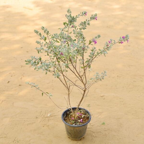 Nikotia Plant | Leucophyllum Plant 3 Fit 8 Inch Nursery Pot | haryali.co.in Online Plants In Gurgaon Free Same Day delivery