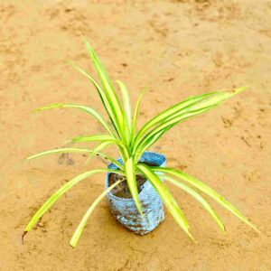 Pandanus | Spider Goldan Plant in 4 Inch Nursery Bag