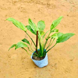 Peace Lily In 7 Inch Nursery Bag