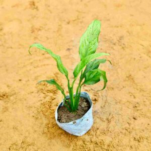 Peace Lily In 4 Inch Nursery Bag