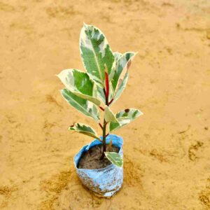 Rubber Fig|Rubber Bush| In 7 Inch Nursery Bag