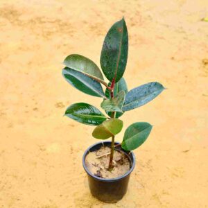 Rubber Plant | In 7 Inch Nursery Pot