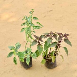 Set Of 2 Polka dot Plant Hypoestes Any Color In 4 Inch Nursery bag | haryali.co.in