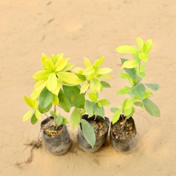 Set Of 3 Ficus Panda Plant In 4 Inch Nursery Bag | haryali.co.in