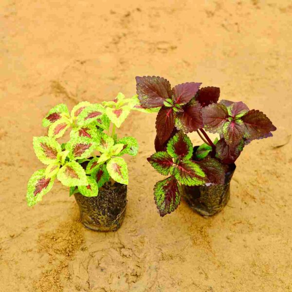 Set of 2 Coleus | Wihe 4 Inch Nusary bag