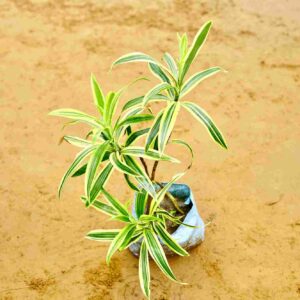 Song Of India|Dracaena Reflexa In 4Inch Nursery Bag