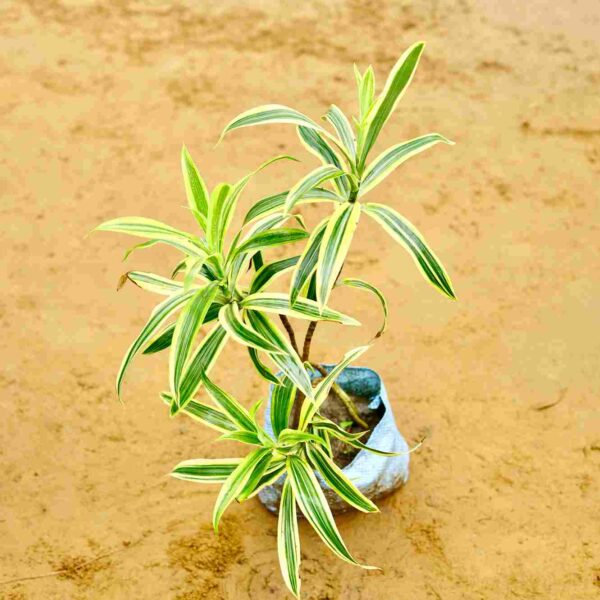 Song Of India|Dracaena Reflexa In 4Inch Nursery Bag