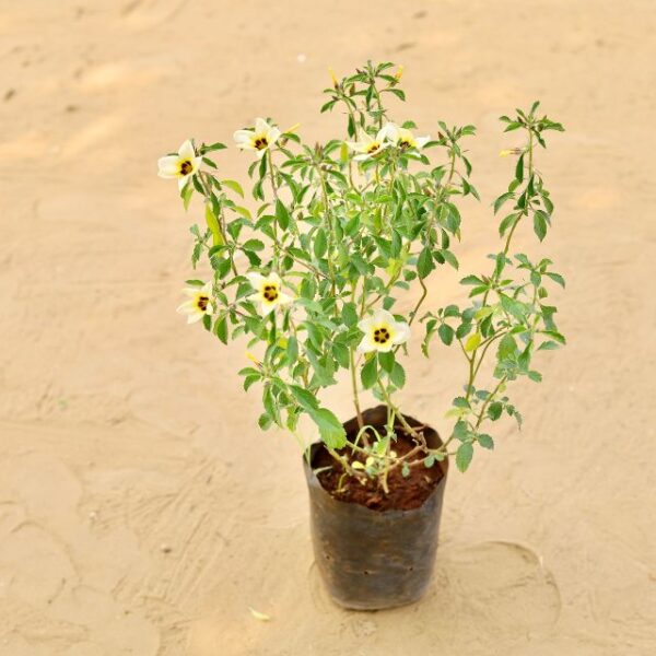 Turnera Subulata | Saga Rose In 7 Inch Nursery Bag | haryali.co.in Online Plants In Gurgaon Free Same Day delivery