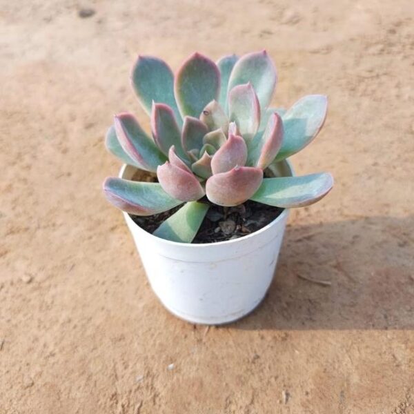 Succulent | Krishan Kamal 3Inch Nursery Pot