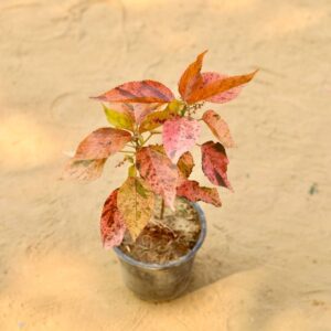 Acalypha Red Plant In 6 inch Nursery Pot-haryali.co.in