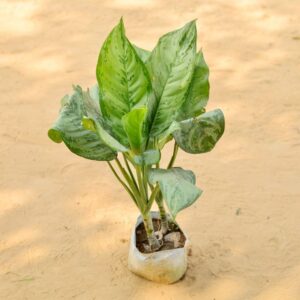 Aglaonema Dove In 7 Inch Nursery Bag-haryali.co.in