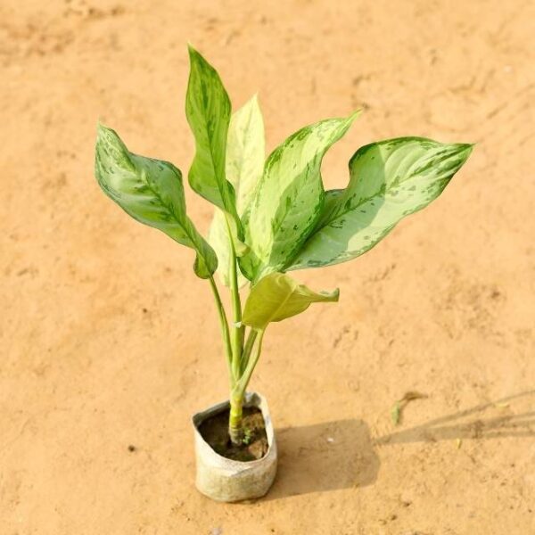 Aglaonema Jungle Parrot In 4 Inch Nursery Bag