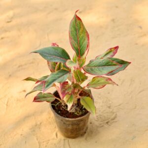 Aglaonema Lipstick In 6 Inch Nursery Pot-haryali.co.in