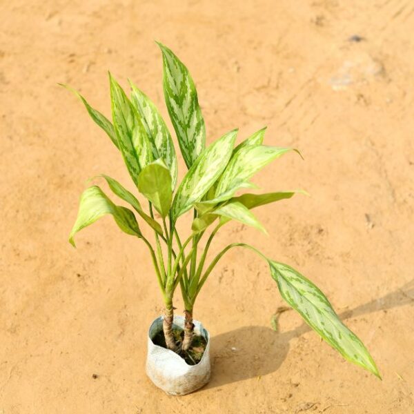 Aglaonema Maria Christina In 4 Inch Nursery Bag haryali.co.in