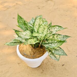 Aglaonema Shown white In 10 Inch White Classic Pot-haryali.co.in