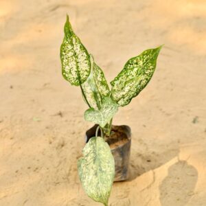 Aglaonema Shown white In 4 Inch Nursery Bag-haryali.co.in