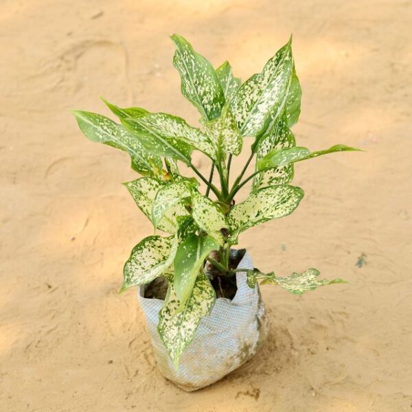 Aglaonema White In 7 Inch Nursery Bag-haryali.co.in