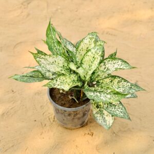 Aglaonema White In 8 Inch Nursery Pot-haryali.co.in