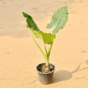 Alocasia Big Leaf in 10 Inch Nursery Pot-haryali.co.in