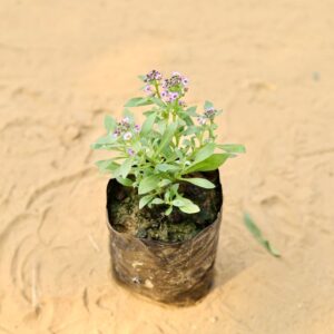 Alyssum Purple In 4 Inch Nursery Pot-haryali.co.in