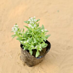 Alyssum White In 4 Inch Nursery Pot-haryali.co.in