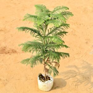 Araucaria christmas tree In 7 Inch Nursery Bag-haryali.co.in