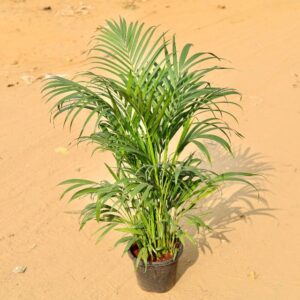 Areca Palm 4 Fit In 10 Inch Nursery Pot-haryali.co.in